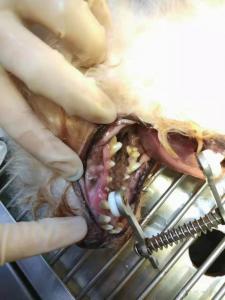 絕育 [表情]潔牙